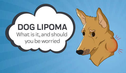 Lipoma in Pets: Cause, Treatment, Symptoms and Prevention