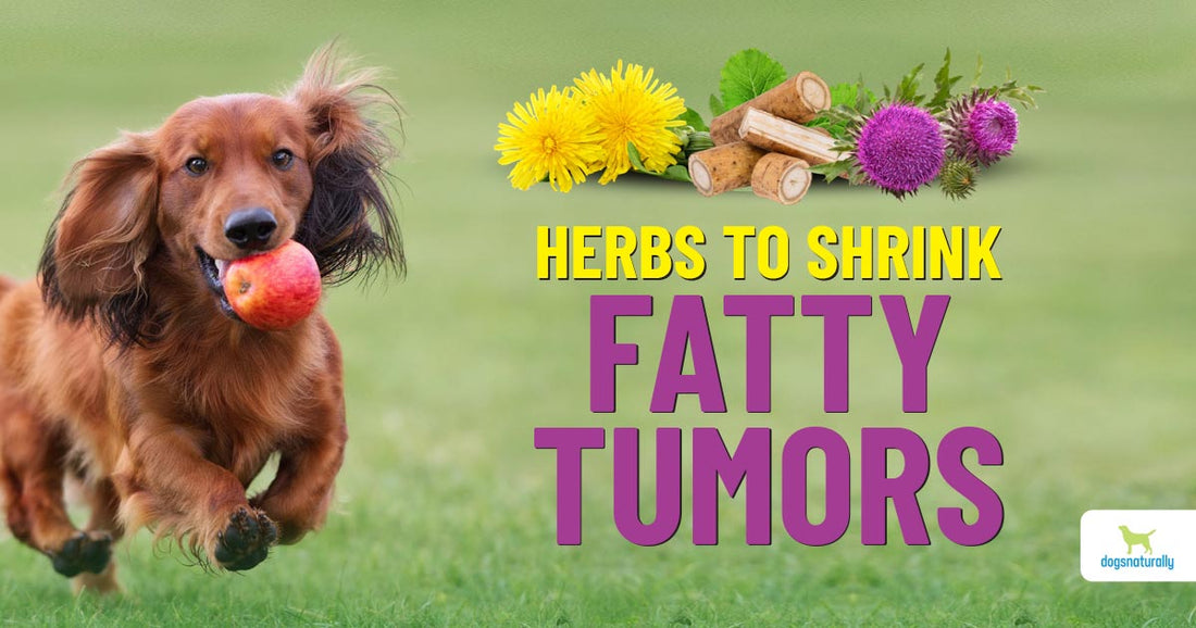 Shrink the size of dog’s fatty lumps with lipoma natural treatment