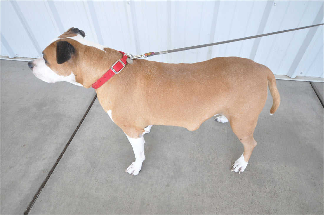 Should you be Concerned About Fatty Lump Removals in Dogs?